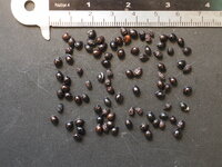 Gro&szlig;e Honigblume (Melianthus major)