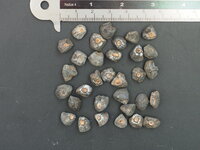 Rotgestreifte Darjeeling-Banane (Musa sikkimensis 'Red Flash')