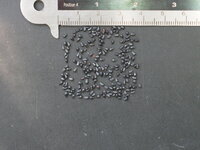 K&ouml;nigin der Nacht (Selenicereus grandiflorus)