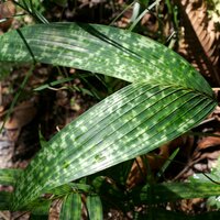 Gefleckte Zwergpalme (Pinanga crassipes)