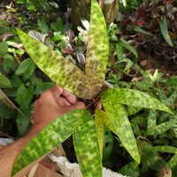 Gefleckte Zwergpalme (Pinanga crassipes)
