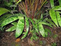 Gefleckte Zwergpalme (Pinanga crassipes)