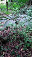 Beccari-Aronstab (Amorphophallus beccarii)