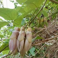 Mucuna (Mucuna sp. 'Bengkulu')