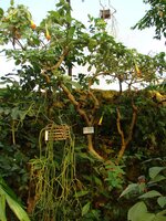 Rote Engelstrompete (Brugmansia sanguinea)
