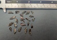 Afrikanische Lilie (Agapanthus praecox)