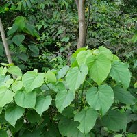 Kenda (Macaranga peltata)