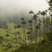 Quindio-Waspalme (Ceroxylon quindiuense)