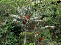 Quindio-Waspalme (Ceroxylon quindiuense)