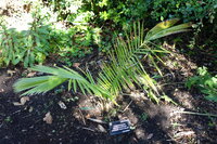 Quindio-Waspalme (Ceroxylon quindiuense)
