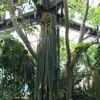 Bandblatt-Anthurium (Anthurium vittariifolium)