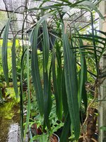 Bandblatt-Anthurium (Anthurium vittariifolium)