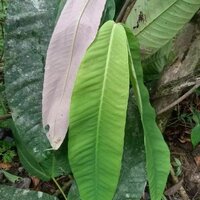 Syzygium (Syzygium versteegii)