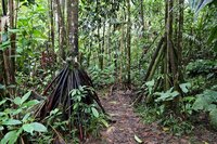 Wanderpalme (Socratea exorrhiza)