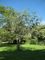Gul Mohur Flamboyant (Delonix elata)