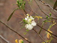 Gul Mohur Flamboyant (Delonix elata)