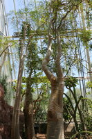 Madagaskar-Phantombaum (Moringa drouhardii)