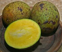 Stinkmango (Mangifera foetida)