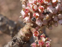 Indischer Weihrauchbaum (Boswellia serrata)