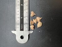 Indischer Weihrauchbaum (Boswellia serrata)