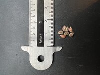 Gro&szlig;e Fledermaus-Passionsblume (Passiflora megacoriacea)