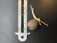 Wanderpalme (Socratea exorrhiza)