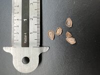 Sodomapfel (Calotropis procera)