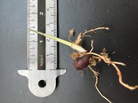 Gefleckte Zwergpalme (Pinanga crassipes)