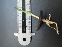 F&auml;cherpalme (Licuala mattanensis var. paucisecta)
