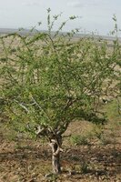 Myrrhe (Commiphora myrrha)