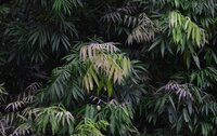 Johore (Lepisanthes alata)