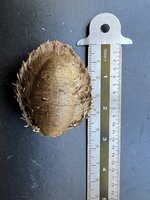 Indische Mandel (Terminalia catappa)
