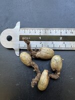 Lochpflanze (Monstera deliciosa)