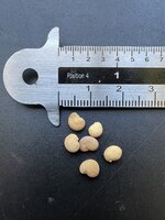 Alraune (Mandragora officinarum)