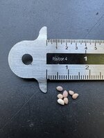 Schraubenbohne Mesquite (Prosopis pubescens)