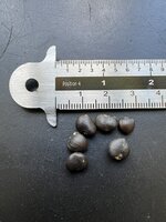 Sternmagnolie (Magnolia stellata)