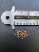 Zuckereukalyptus (Eucalyptus viminalis)