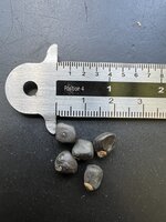 Felsenbanane (Ensete superbum)