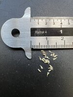 Kobra-Lilie (Darlingtonia californica)