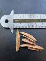 Baum des Lebens (Camptotheca acuminata)