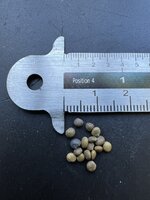 S&uuml;&szlig;holz (Glycyrrhiza glabra)