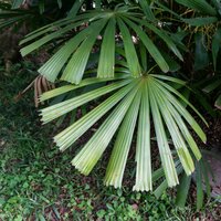 Hainan-F&auml;cherpalme (Lanonia hainanensis)