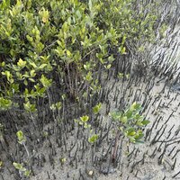 Schwarze Mangrove (Avicennia germinans)