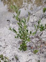 Schwarze Mangrove (Avicennia germinans)