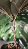 Aronstab (Amorphophallus atroviridis)