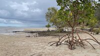 Gefleckte Mangrove (Rhizophora stylosa)