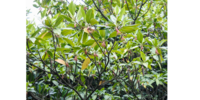 Orange Flussmangrove (Bruguiera sexangula)