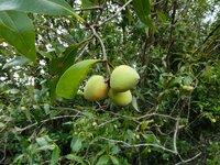 Graue Mangrove (Avicennia marina)