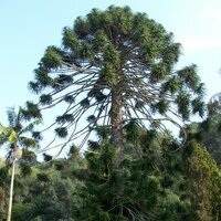 Bunya-Kiefer (Araucaria bidwillii)