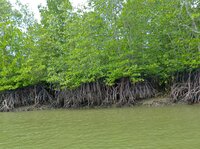 Stelzenmangrove (Rhizophora apiculata)